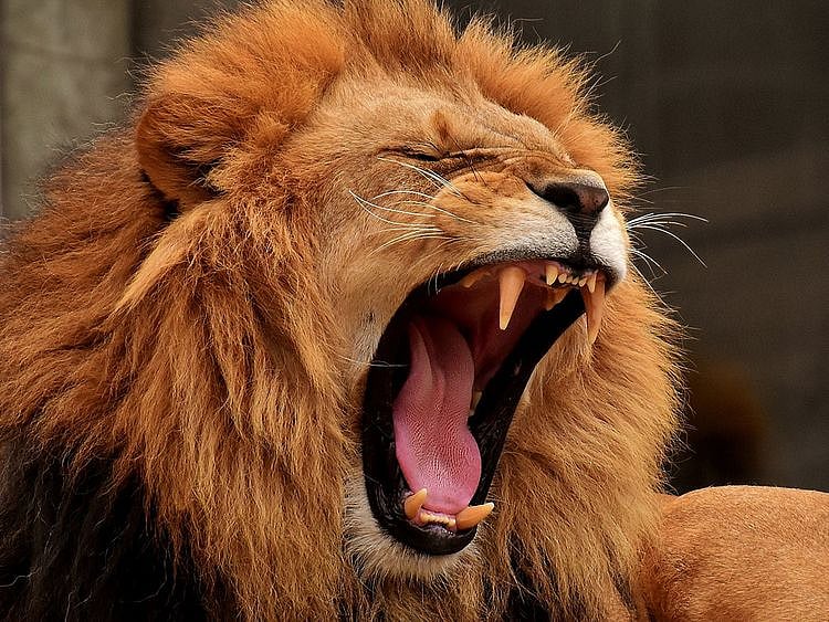 lion generic