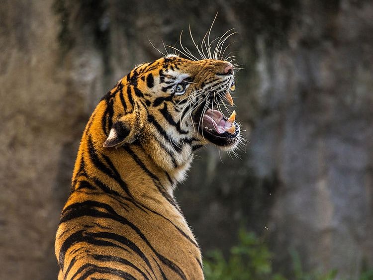 tiger generic