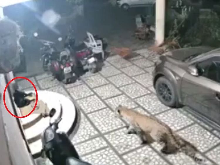 Leopard attacks a sleeping dog 00121