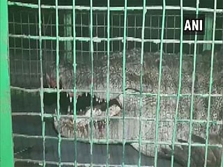 8-feet long crocodile rescued in Vadodara

