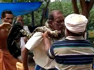 India: Rock python grips 60-year-old's neck as he tries to remove the snake from its place