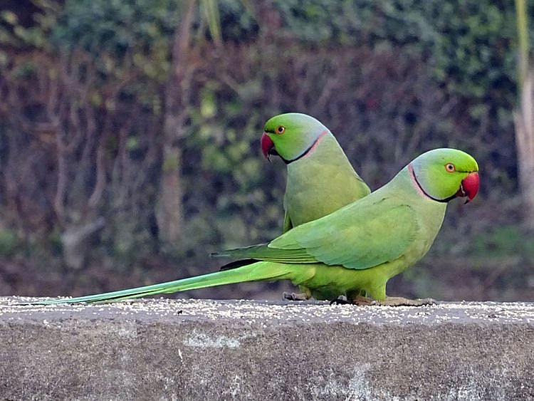 parakeets