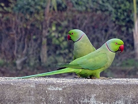 Image for illustrative purposes only