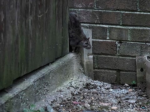 Rats in Alberta are few and difficult to photograph. Here’s one behind an apartment in Silver Spring, Md. (Bonnie Jo Mount/The Washington Post)