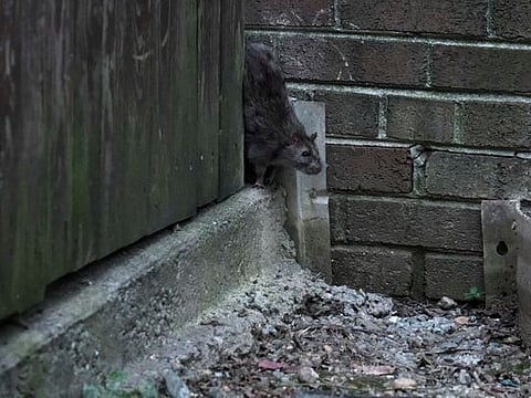 Rats in Alberta are few and difficult to photograph. Here’s one behind an apartment in Silver Spring, Md. (Bonnie Jo Mount/The Washington Post)