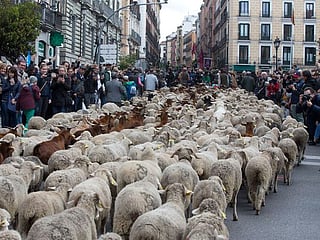 In Pictures: Sheep take over streets of Madrid for annual migration 
