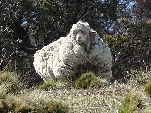 Chris the woolly sheep is seen in this undated picture from social media.