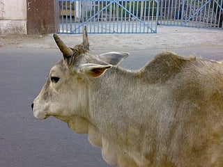Animal bones found in stomachs of Goa stray cattle