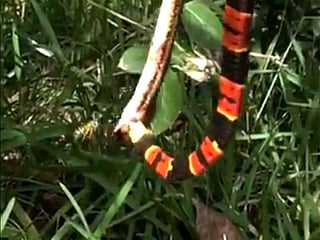 That bites! Snake tries to eat dead snake as wasp attacks