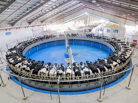 The Marmum Dairy Farm in Al Ain. While it already has a presence in supermarkets, a key breakthrough would be to get into more standalone grocery outlets in a big way.