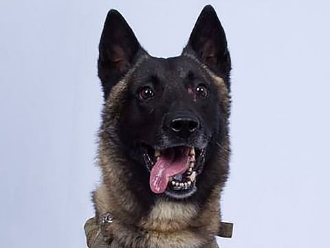 The military working dog, wounded in the U.S. special forces raid on the Syria compound of Daesh leader Abu Bakr al-Baghdadi