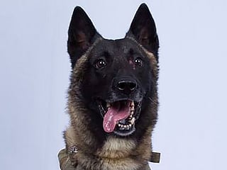 Service dog hurt in Baghdadi raid returns to active duty