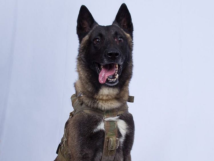 Al Baghdadi raid injured dog