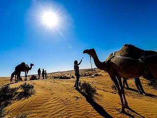 UAE: Residents warned against leaving animals astray