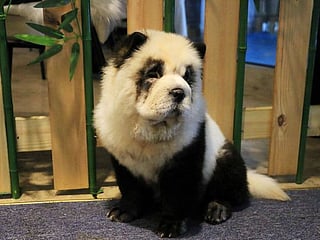 'Something novel': Chinese cafe dyes pups to look like pandas 
