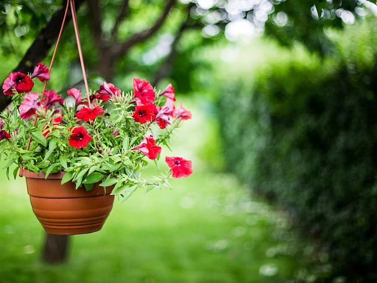 opn 191031 flower in a pot-1572519700959