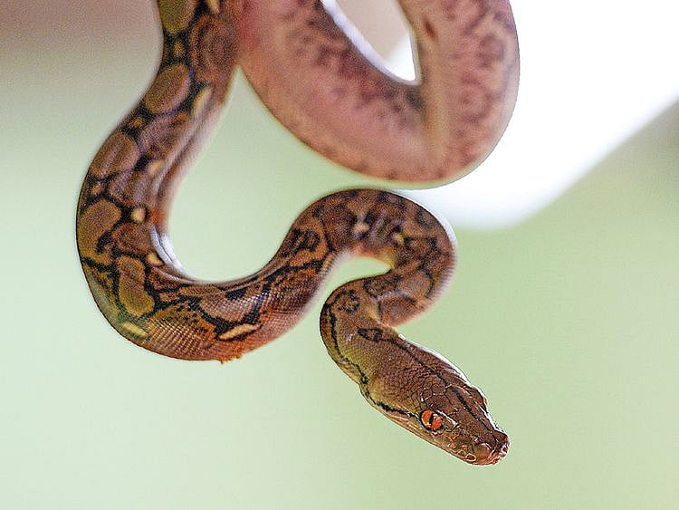 Woman found dead with python around neck in Indiana snake house