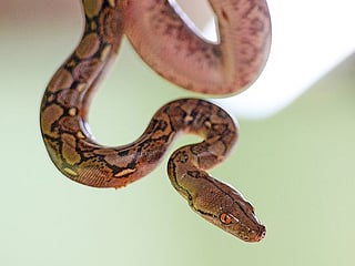 Woman found dead with python around neck in Indiana snake house