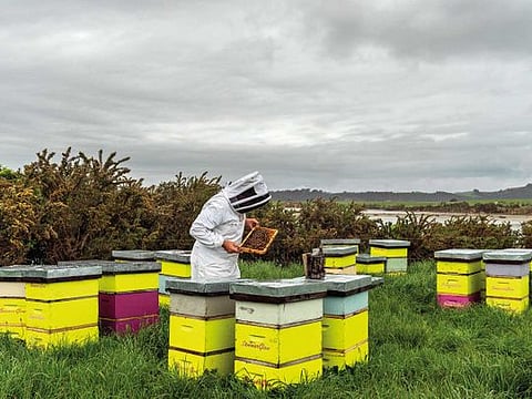 James Jeffery, a manager and beekeeper at Summerglow Apiaries, checks hives that produce manuka honey near Hamilton, New Zealand, on October 28, 2019. New Zealand producers, in the face of protests by their Australian counterparts, want to trademark manuka honey, a costly nectar beloved by celebrities.