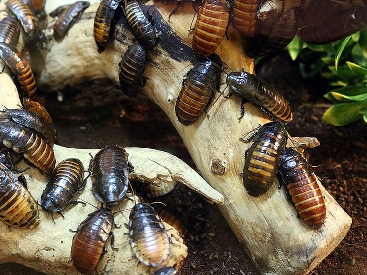 Cockroaches found living inside Chinese man's ear