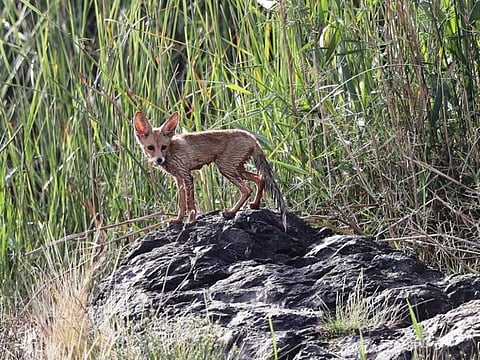 The Arabian Fox. For illustrative purposes only. 