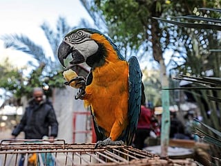 Why do parrots waste so much food?
