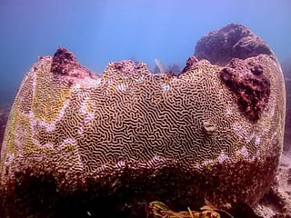 Photos: Strange disease threatens Caribbean coral reef