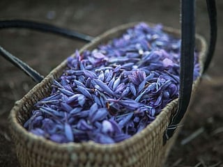 Moroccan villagers embark on annual two-week harvest for Saffron