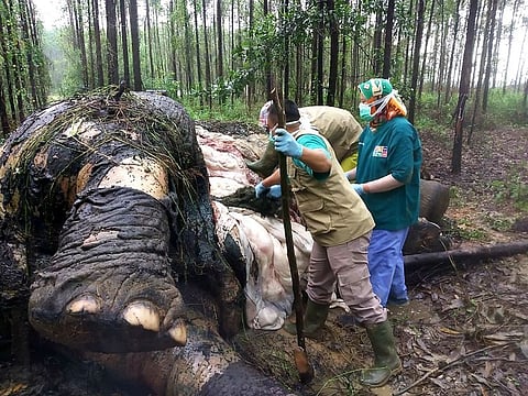Veterinarians examining a dead elephant at an industrial forest concessions in Bengkalis, Riau province.