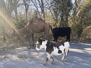 Camel, cow, donkey found roaming together along Kansas road