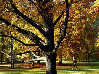 Scenes of splendid autumn foliage around Europe