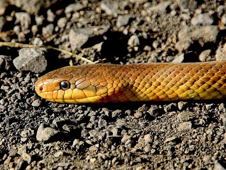 Snake