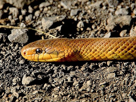 Shehal Sherin, a fifth standard student, died after being bitten by a snake inside her classroom on Wednesday. [Image for illustrative purposes]