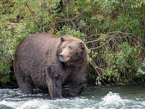 A photo provided by the U.S. National Park Service shows a grizzly bear in Katmai National Park in Alaska. In studying grizzly bears, researchers at Washington State University found that the bears’ fatty tissues changed the most during hibernation while the muscle tissue hardly changed at all. (U.S. National Park Service via The New York Times) -- EDITORIAL USE ONLY --