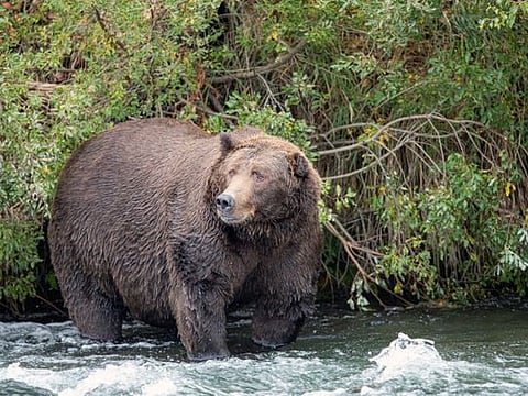 A photo provided by the U.S. National Park Service shows a grizzly bear in Katmai National Park in Alaska. In studying grizzly bears, researchers at Washington State University found that the bears’ fatty tissues changed the most during hibernation while the muscle tissue hardly changed at all. (U.S. National Park Service via The New York Times) -- EDITORIAL USE ONLY --