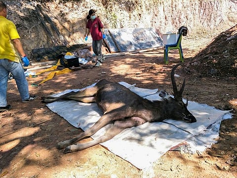 In this handout photo released by the Office of Protected Area Region 13 on November 26, 2019 and taken on November 25, veterinarians prepare to examine a dead deer at Khun Sathan National Park in Thailand's Nan province.  A wild deer was found dead after swallowing 7 kilograms (15 pounds) of plastic bags and other trash in Thailand, an official said November 26, raising the alarm on waste littering the country's waters and forests.