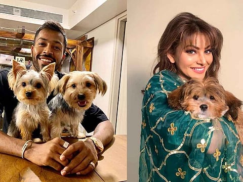 India all-rounder Hardik Pandya gave the most adorable present to actress Urvashi Rautela for on her "Pagalpanti". Urvashi took to Instagram to share a cute picture of a new addition to her family, a dog which has been gifted to her as a congratulation on her performance in "Pagalpanti".