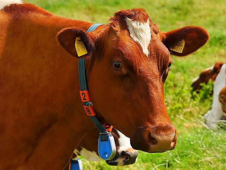 Russian farmers test VR glasses on cows to boost milk output