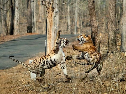 Sharing the pictures, Kumble wrote, "I had a once in a lifetime sighting of Maya the tigress in #Tadoba, who was protecting her territory from another tigress.