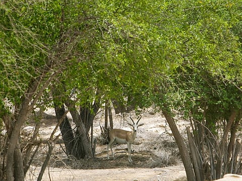 An Arabian oryx takes a breather in the shade of Ghaf trees in Abu Dhabi.