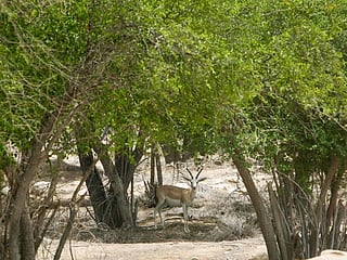 Abu Dhabi now home to 5 million trees, or 2.7 trees per person