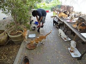 Sharjah: 77-year-old woman taking care of 40 cats wants adopters