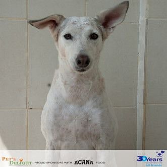 RDS_191202 Save an animal - Sushi-1575215702635