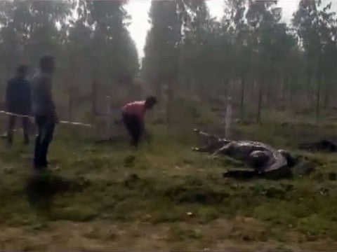 The video shows a few men trying to capture and rescue a giant crocodile.