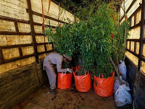 A boy arranges bags of trees and plants to be transported for planting along the pilgrimage route between Najaf and Karbala, at a farm on the outskirts of Karachi, Pakistan November 28, 2019. 