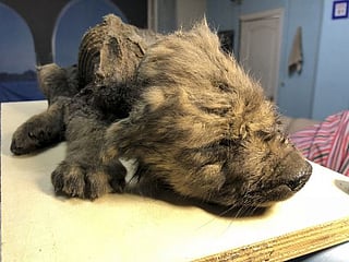 18,000-year-old puppy found in permafrost in Russia