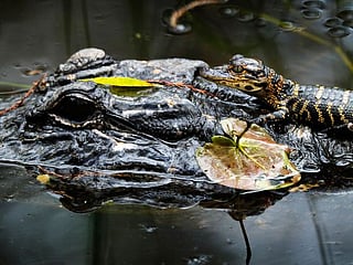 To save Everglades, guardians fight time - and climate