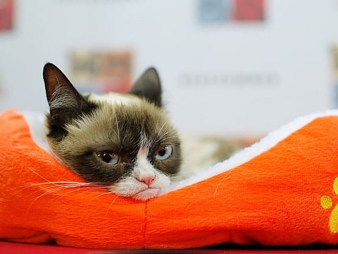 In this file photo taken on July 15, 2014 Grumpy Cat attends the "Cat Summer" video launch party at Bleecker Street Records in New York City.  