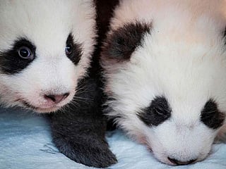 In photos: Meet Berlin zoo's twin pandas