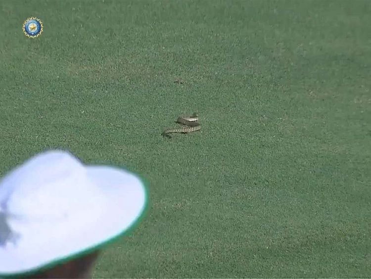 Snake on ground 